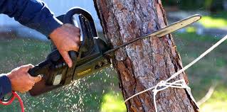 How Our Tree Care Process Works  in  River Falls, WI