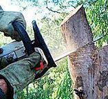 Best Commercial Tree Services  in River Falls, WI