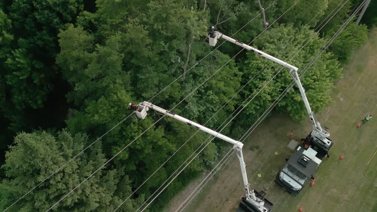 Best Root Management and Removal  in River Falls, WI