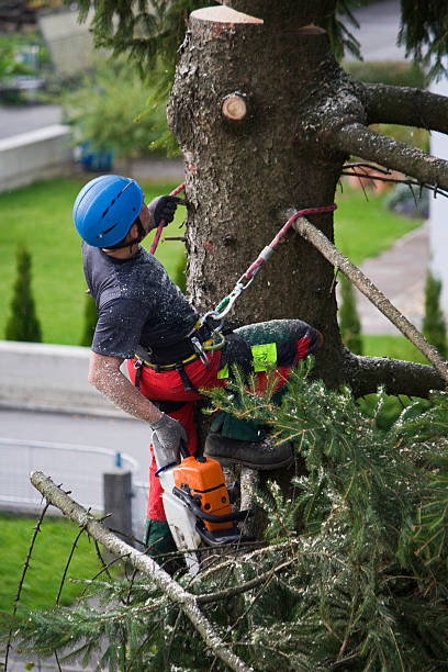 Best Stump Grinding and Removal  in River Falls, WI