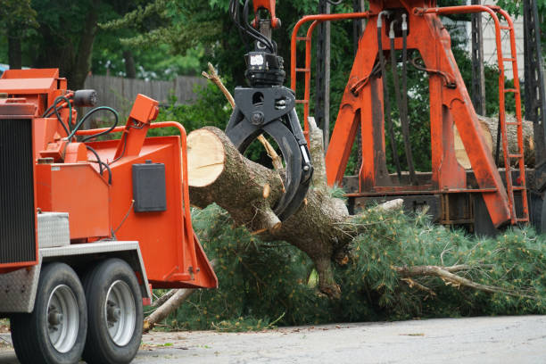 Best Lot and Land Clearing  in River Falls, WI